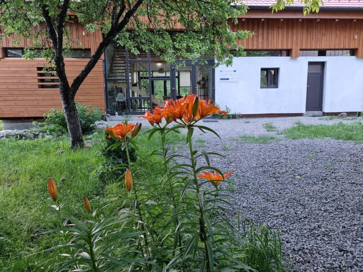 Bed and Breakfast ASTER panzió Cîmpu Cetăţii Exterior foto